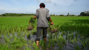 Malaysia sẽ làm mưa nhân tạo để trồng lúa